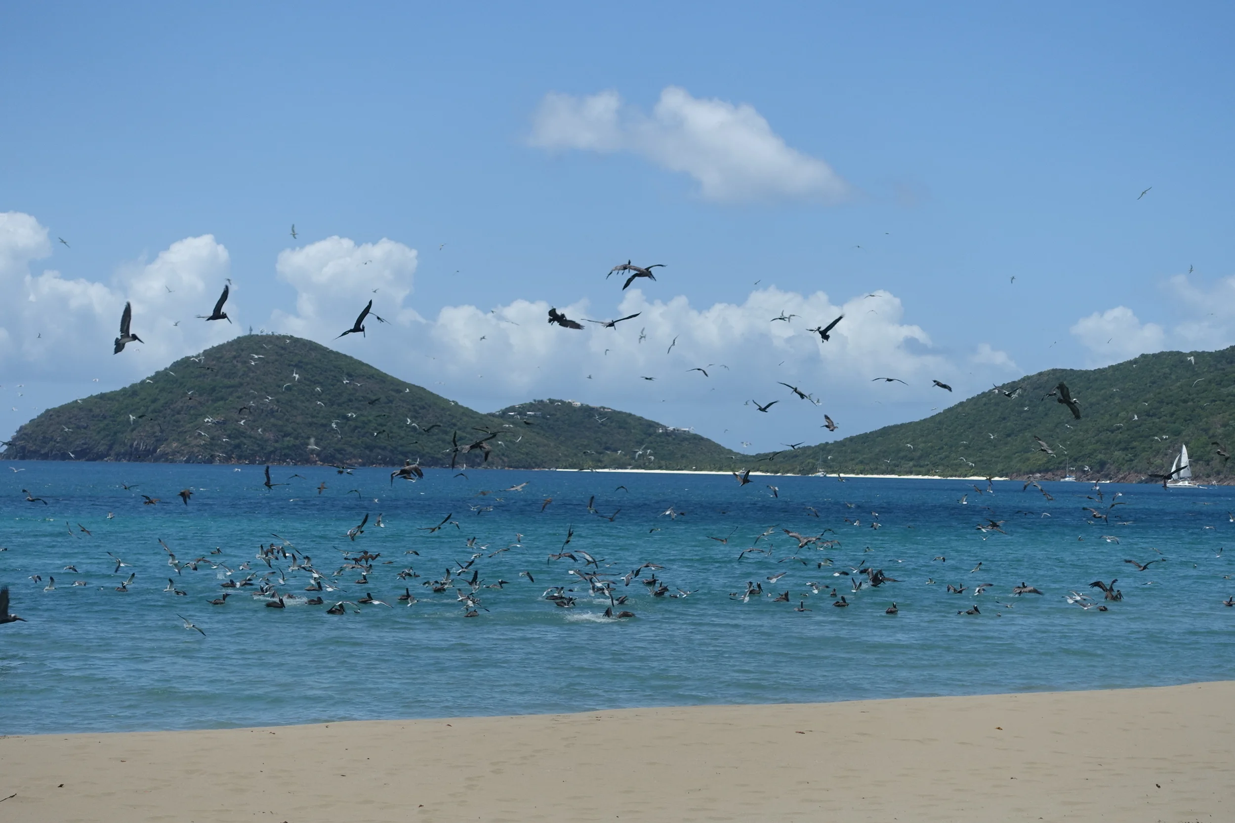 seabirds feeding
