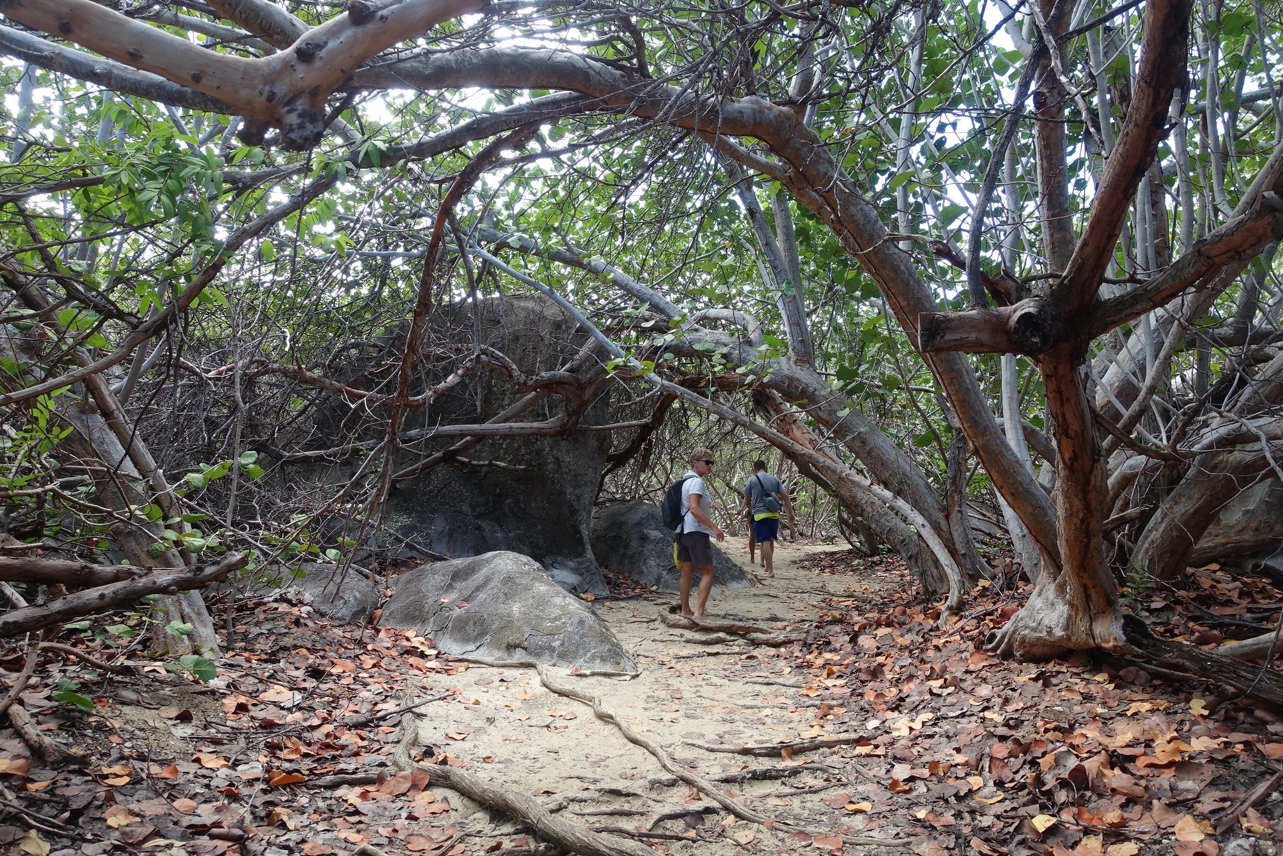 the path to devil's bay from the baths