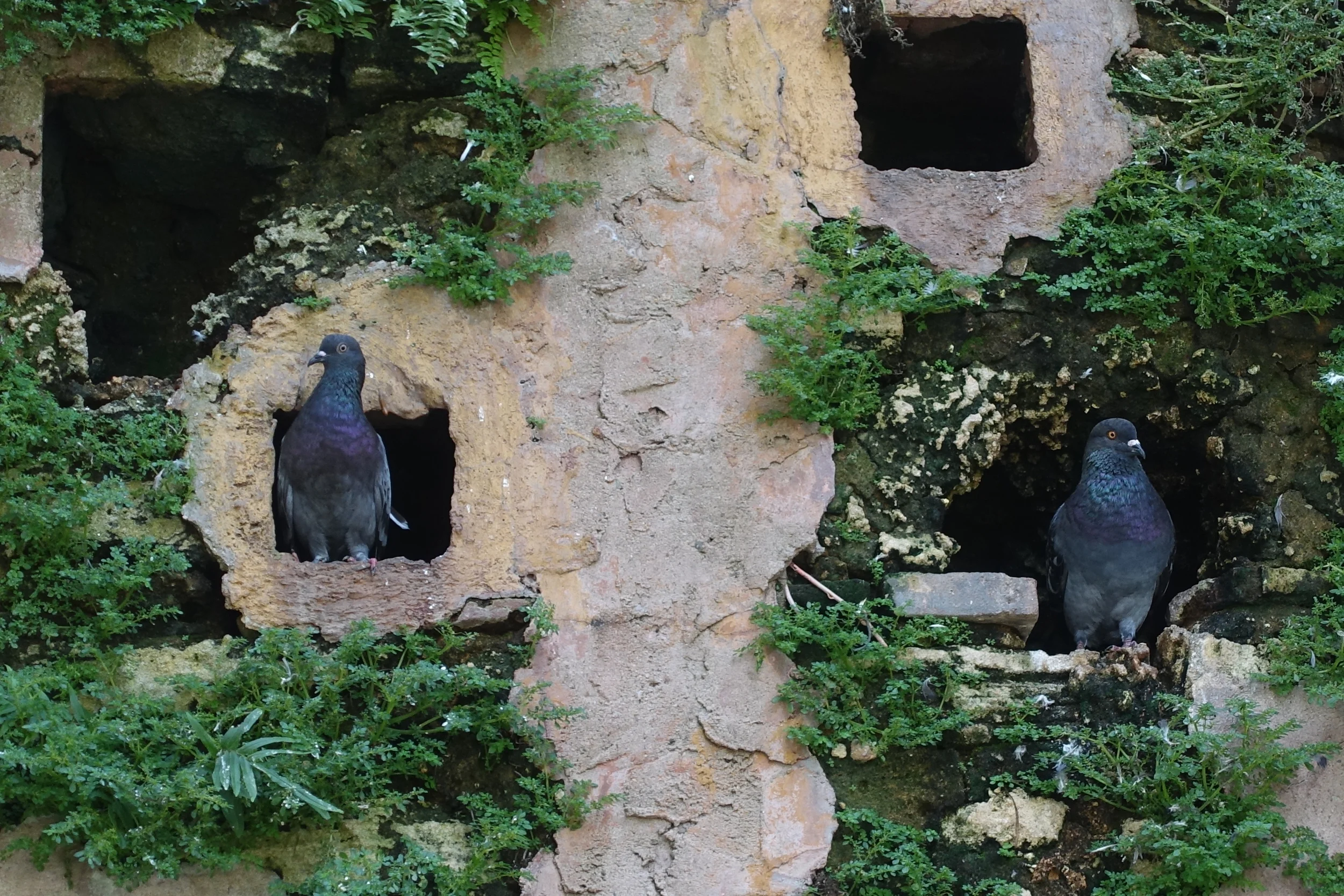 parque de las palomas