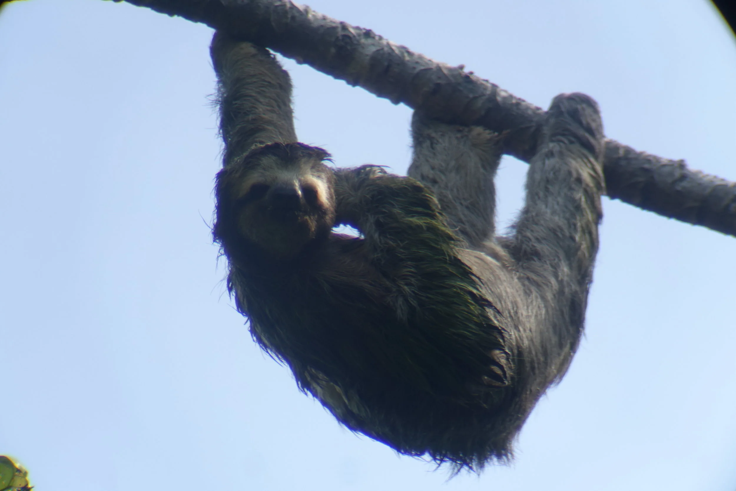 male three toed sloth