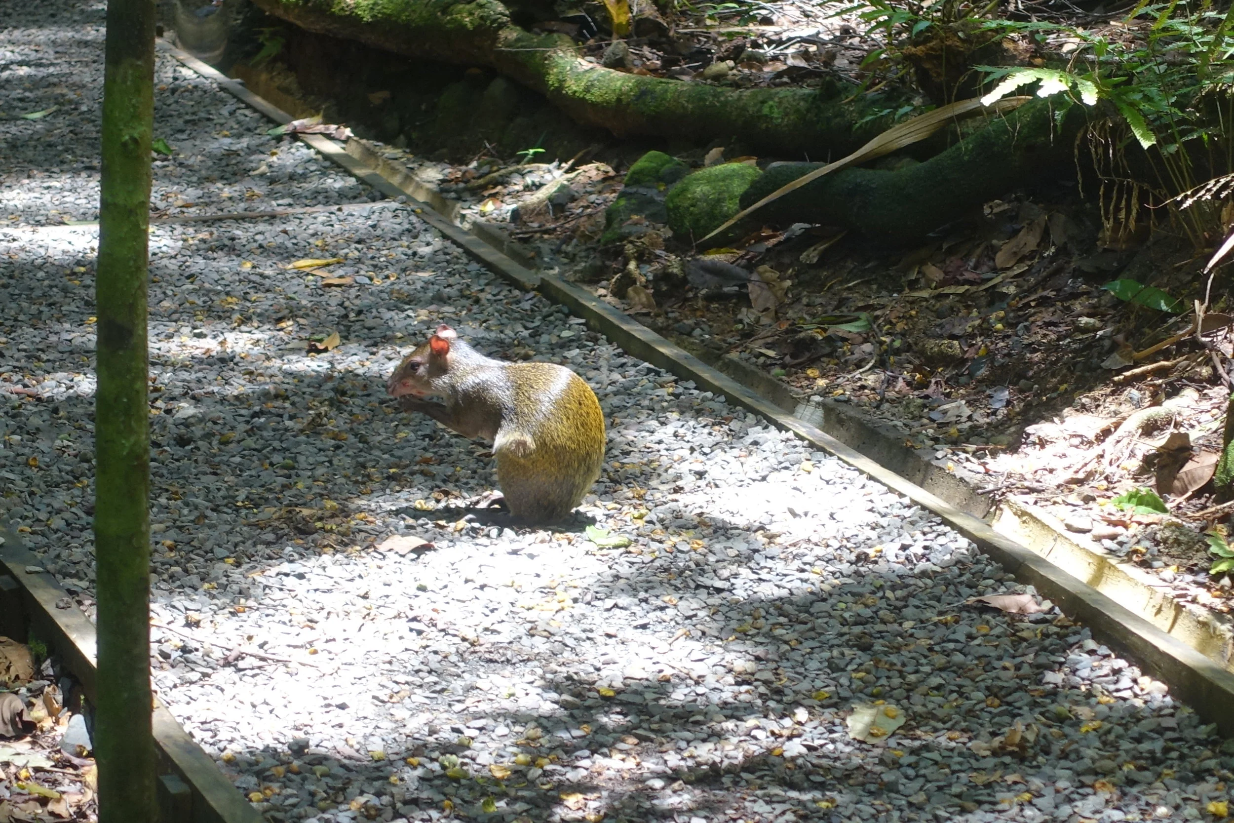 if you're quiet you might even see an agouti