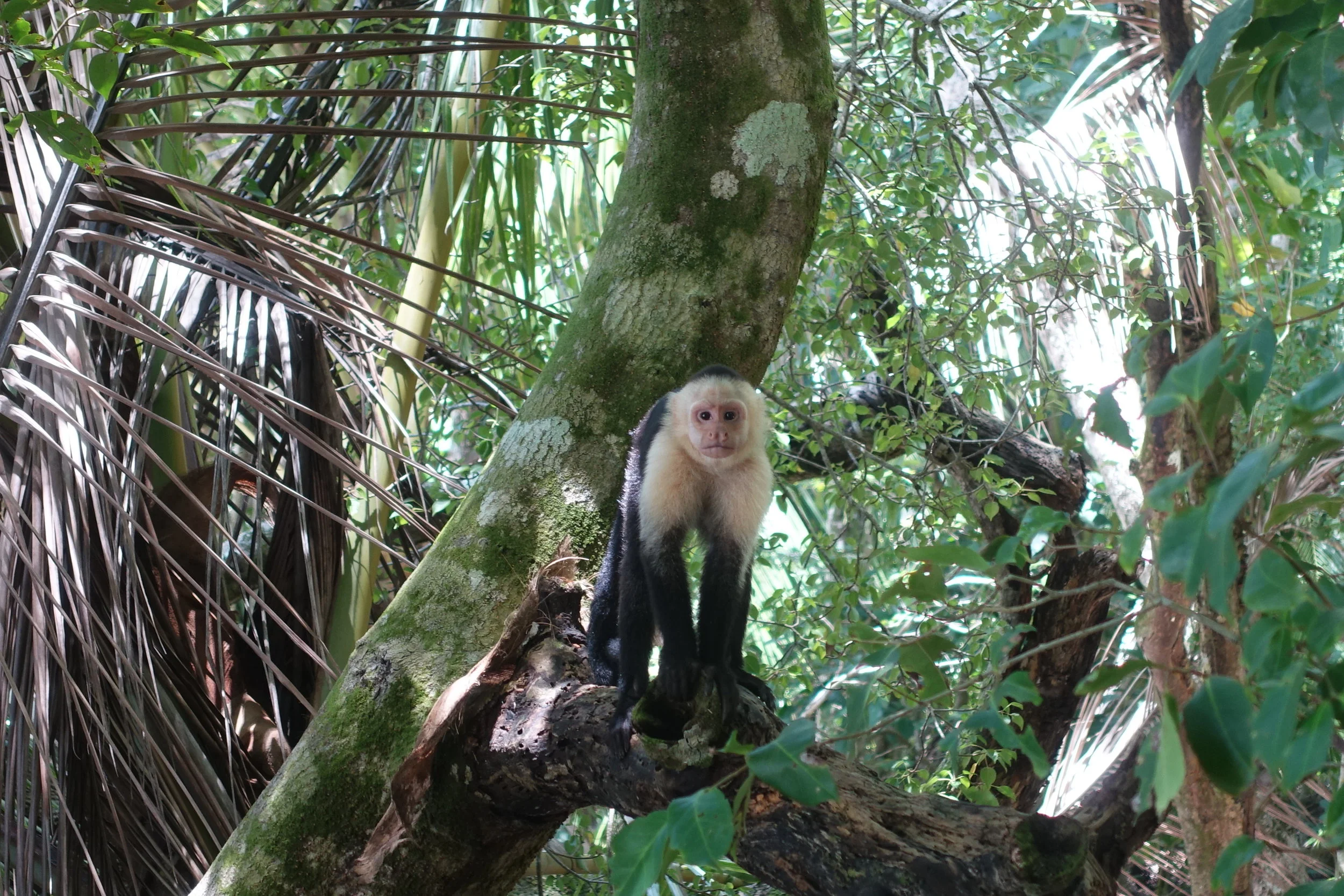 white faced capuchin monkey