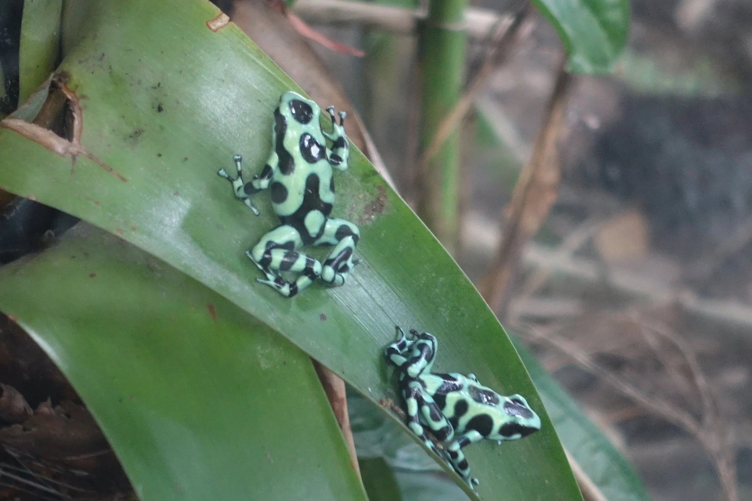 poisonous frogs