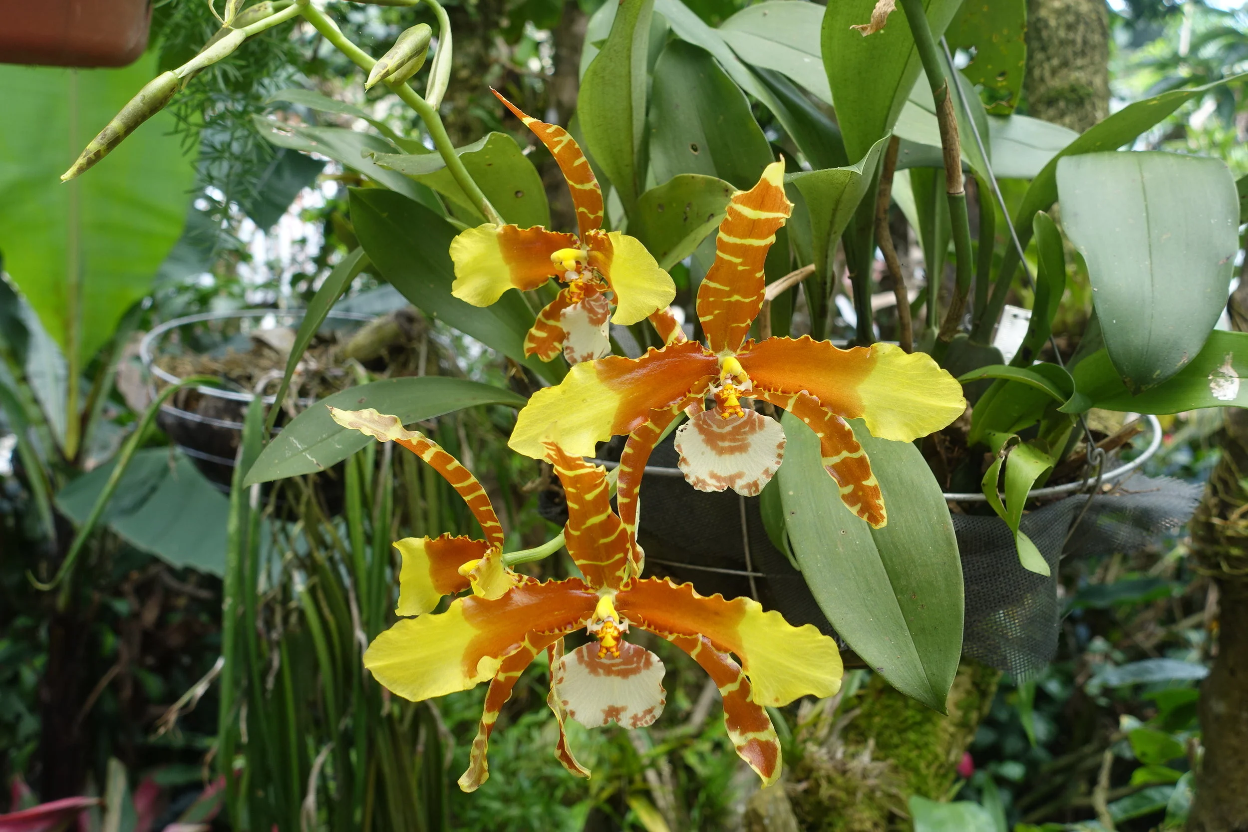 orchid
