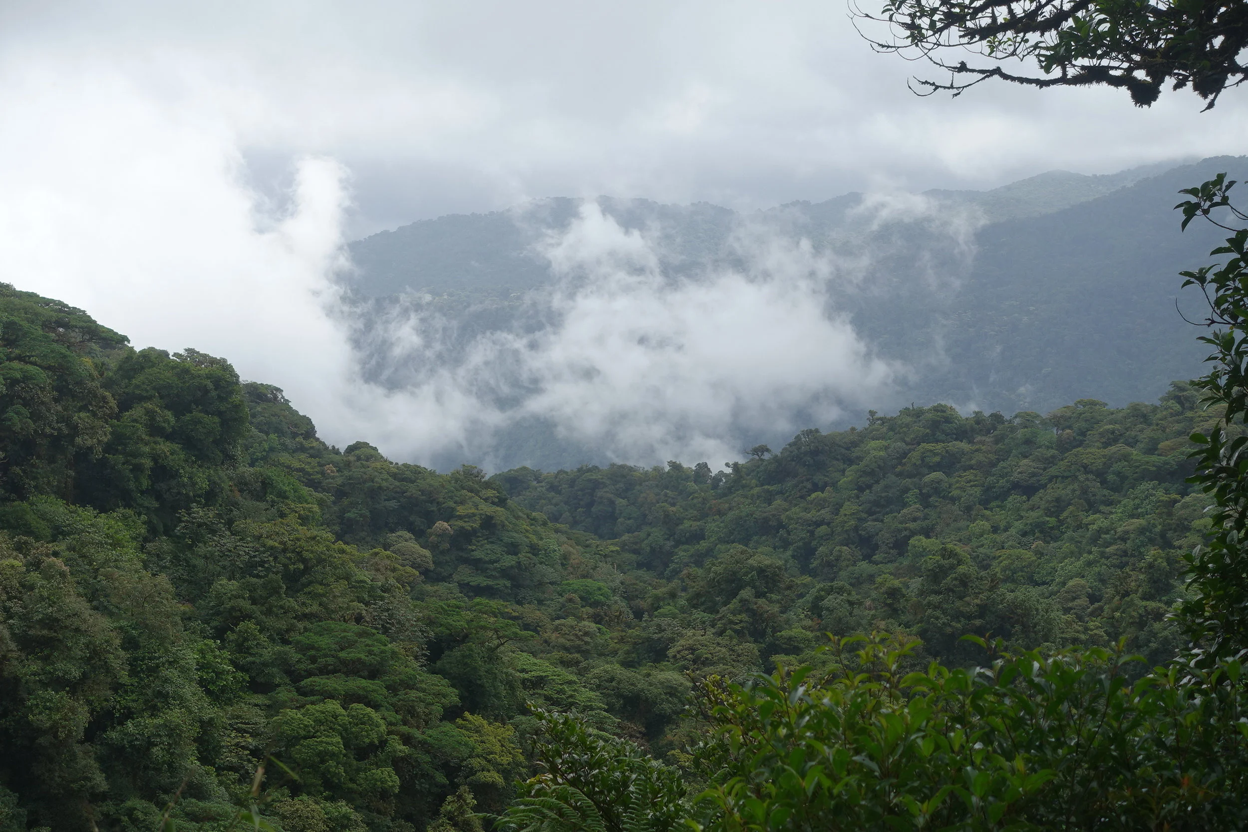 that's why it's called a cloud forest