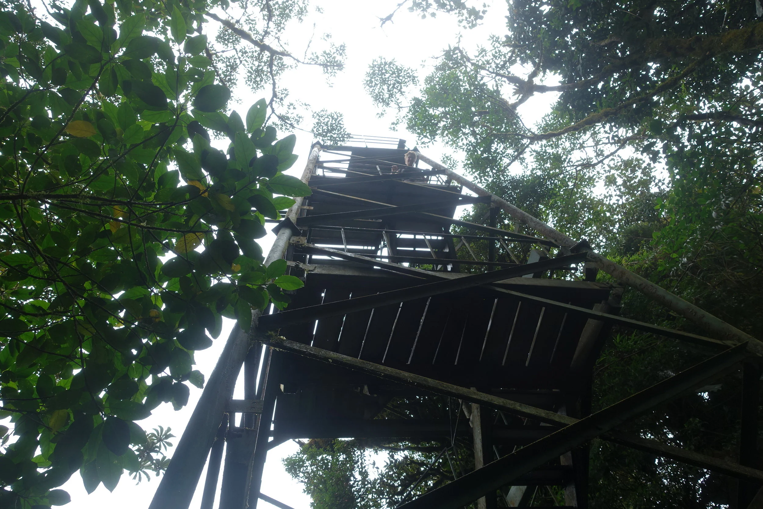 the tower