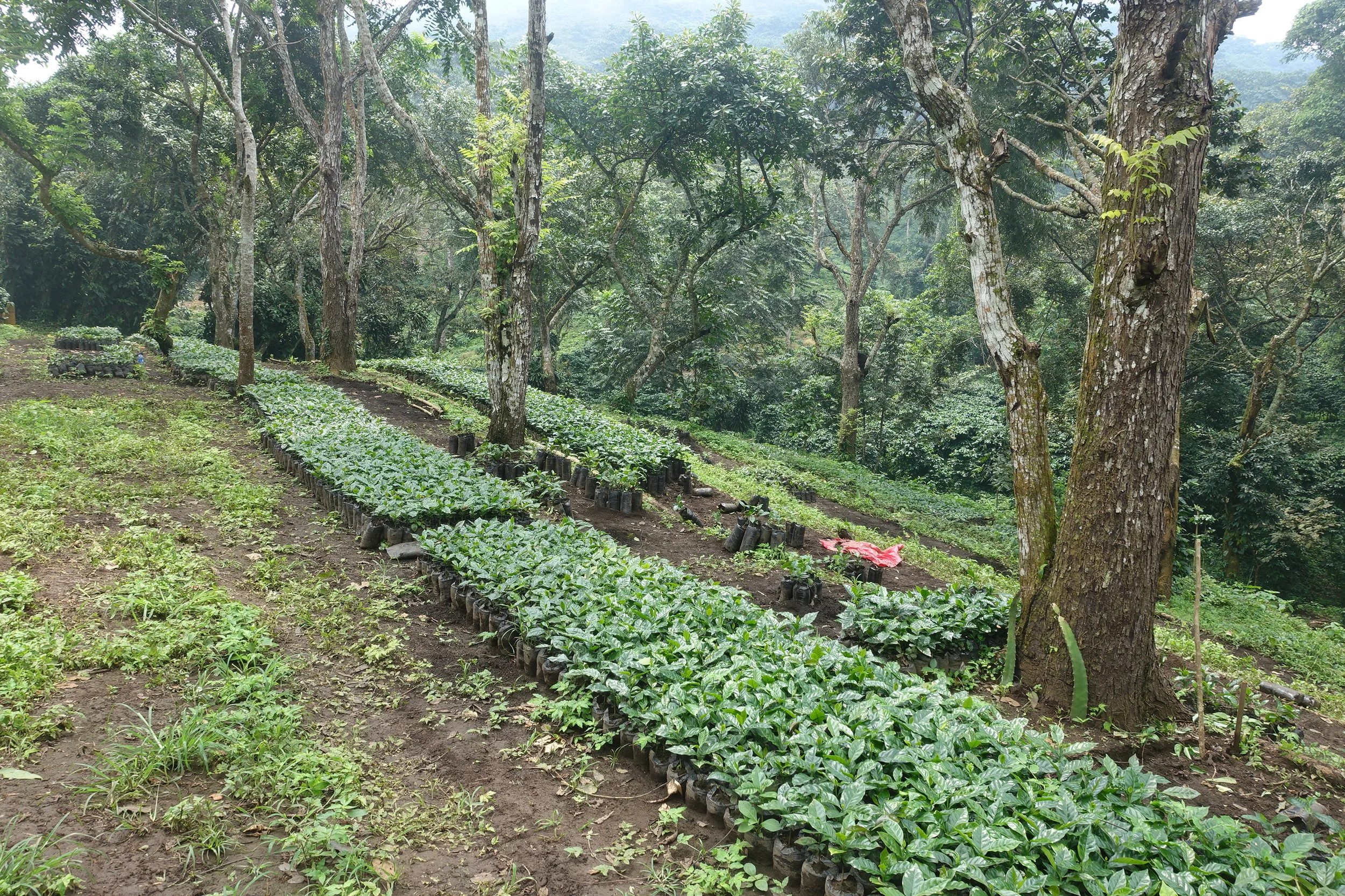 coffee seedlings