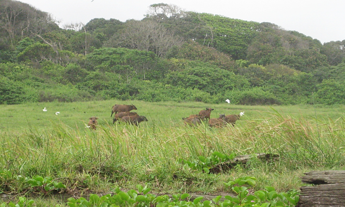 buffalos, and lots of them