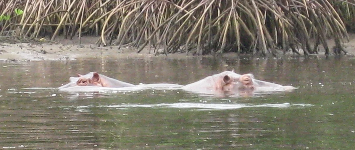 a couple of loango's hippos. probably contemplating whether to go for a surf.