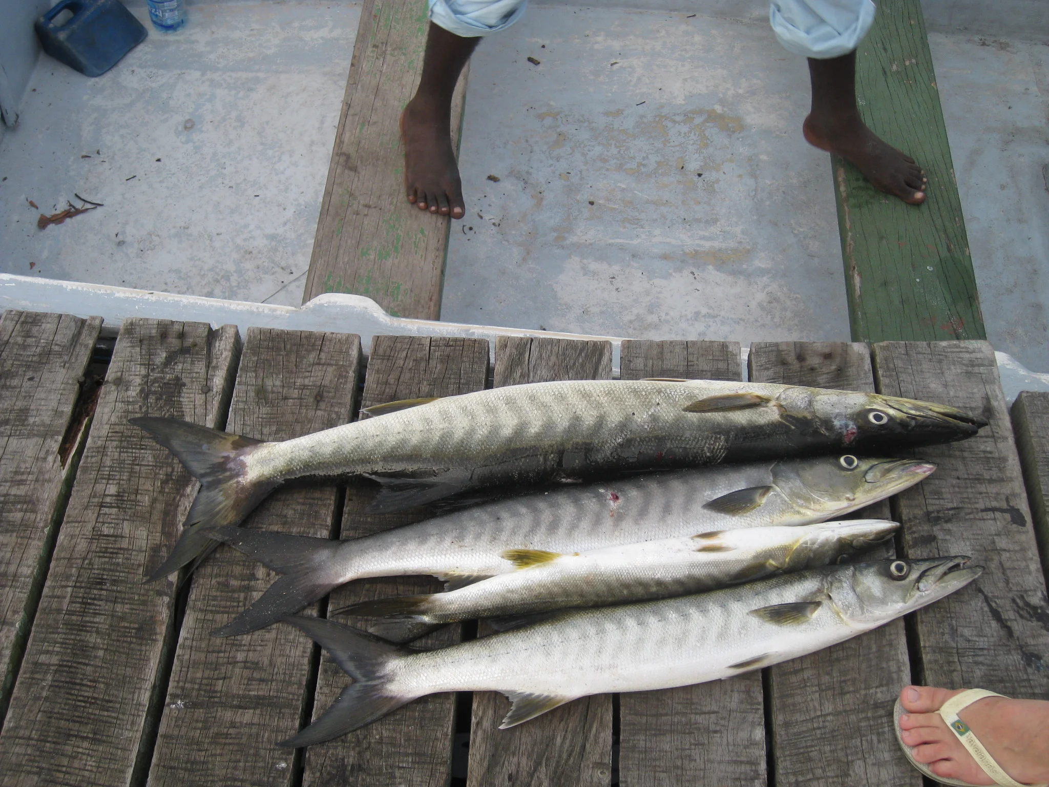 yes, we caught these. And ate them, shared along with some locals.