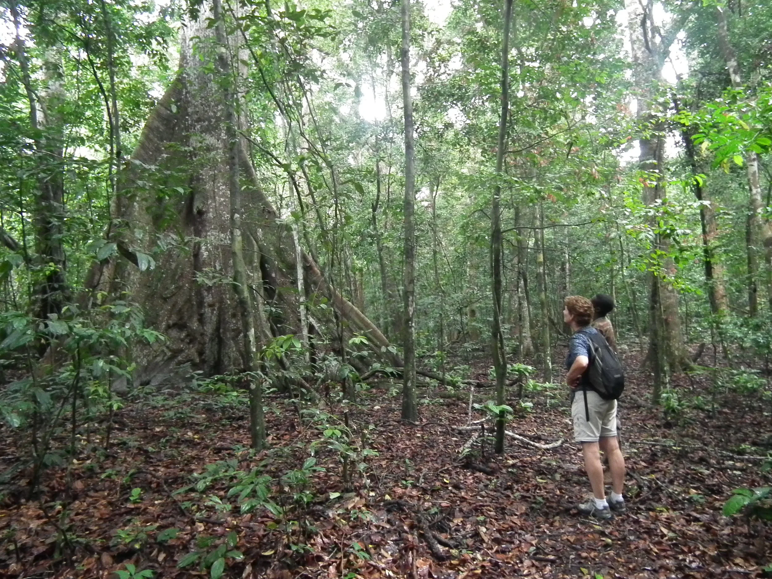 in search of lowland rainforest elephants. WE did eventually find one.