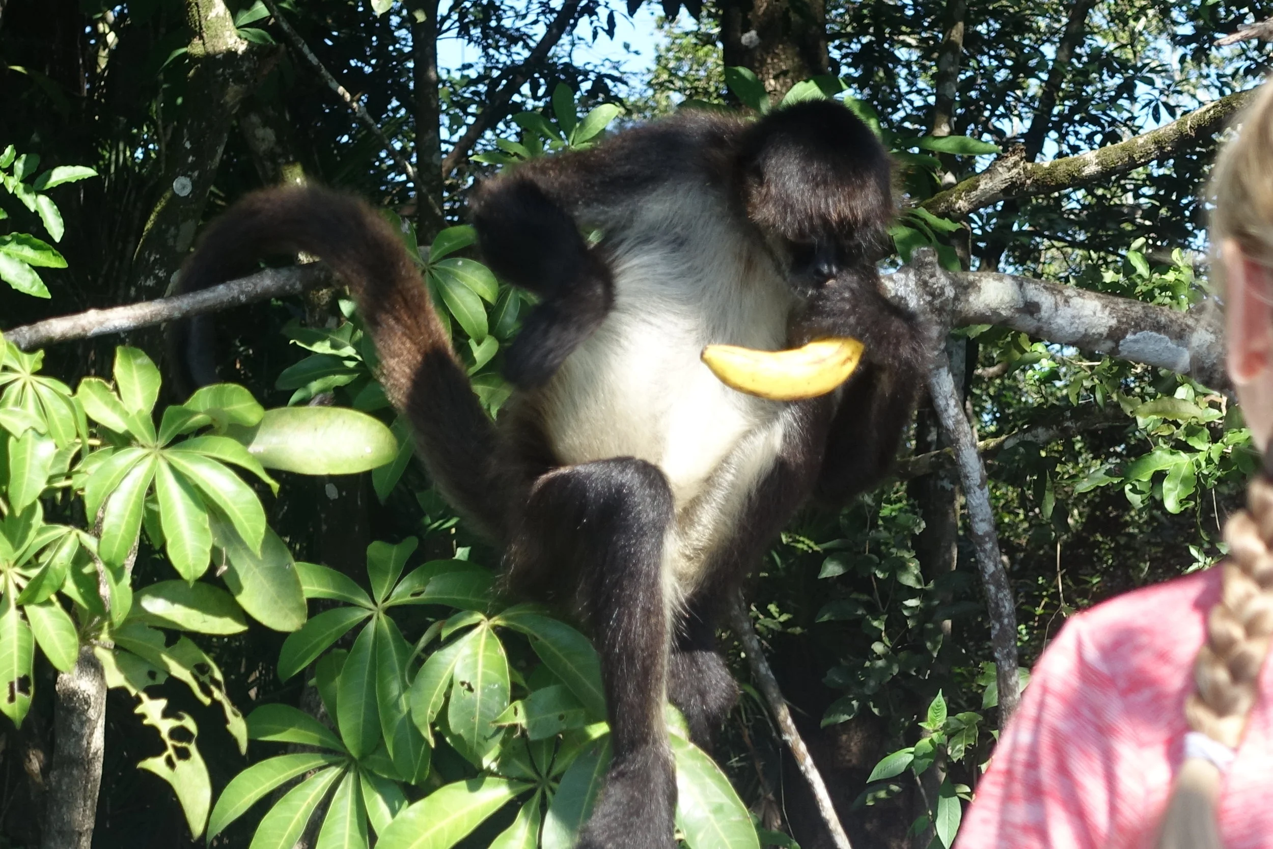 a spot of monkey feeding along the way
