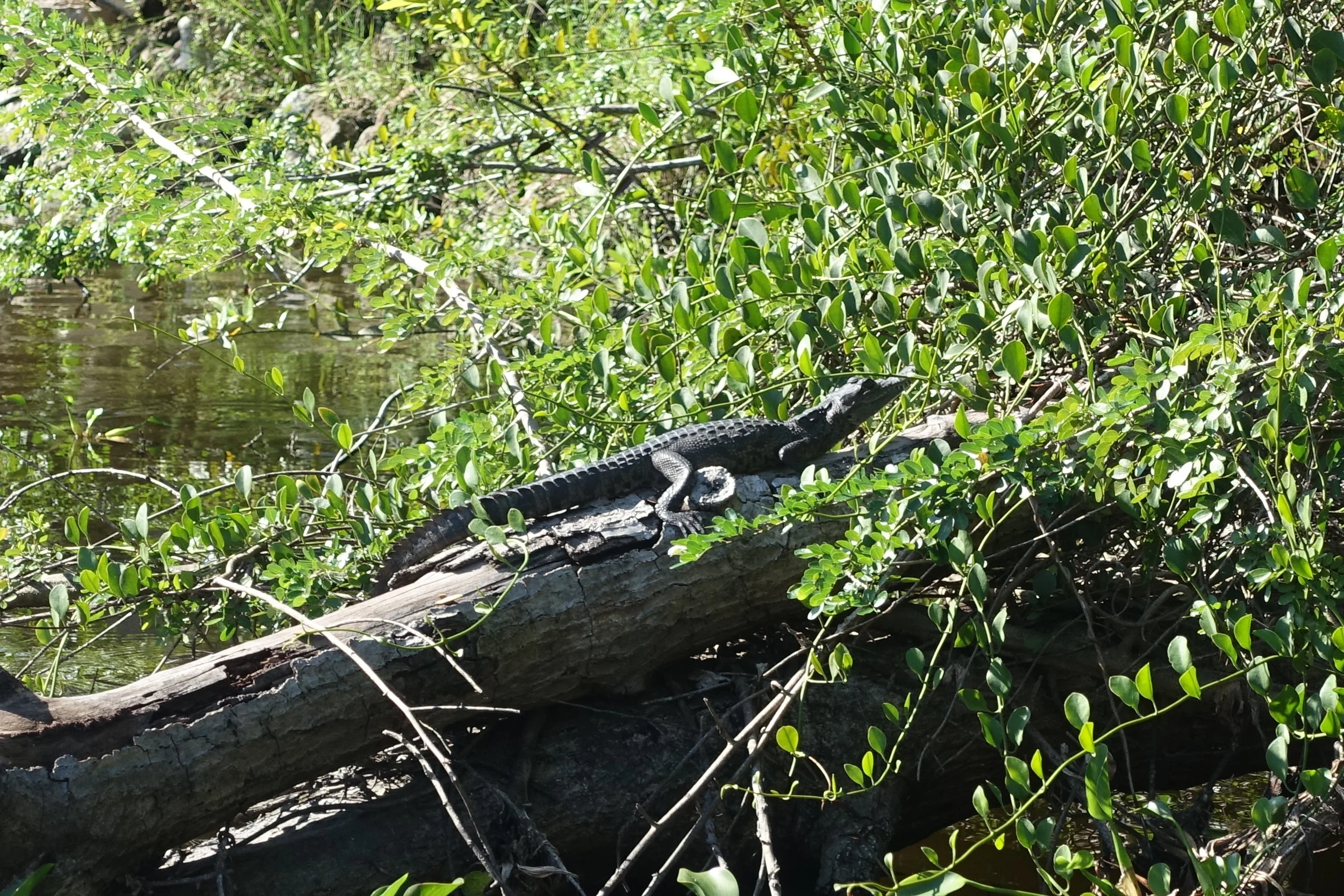 a (small) occasional crocodile