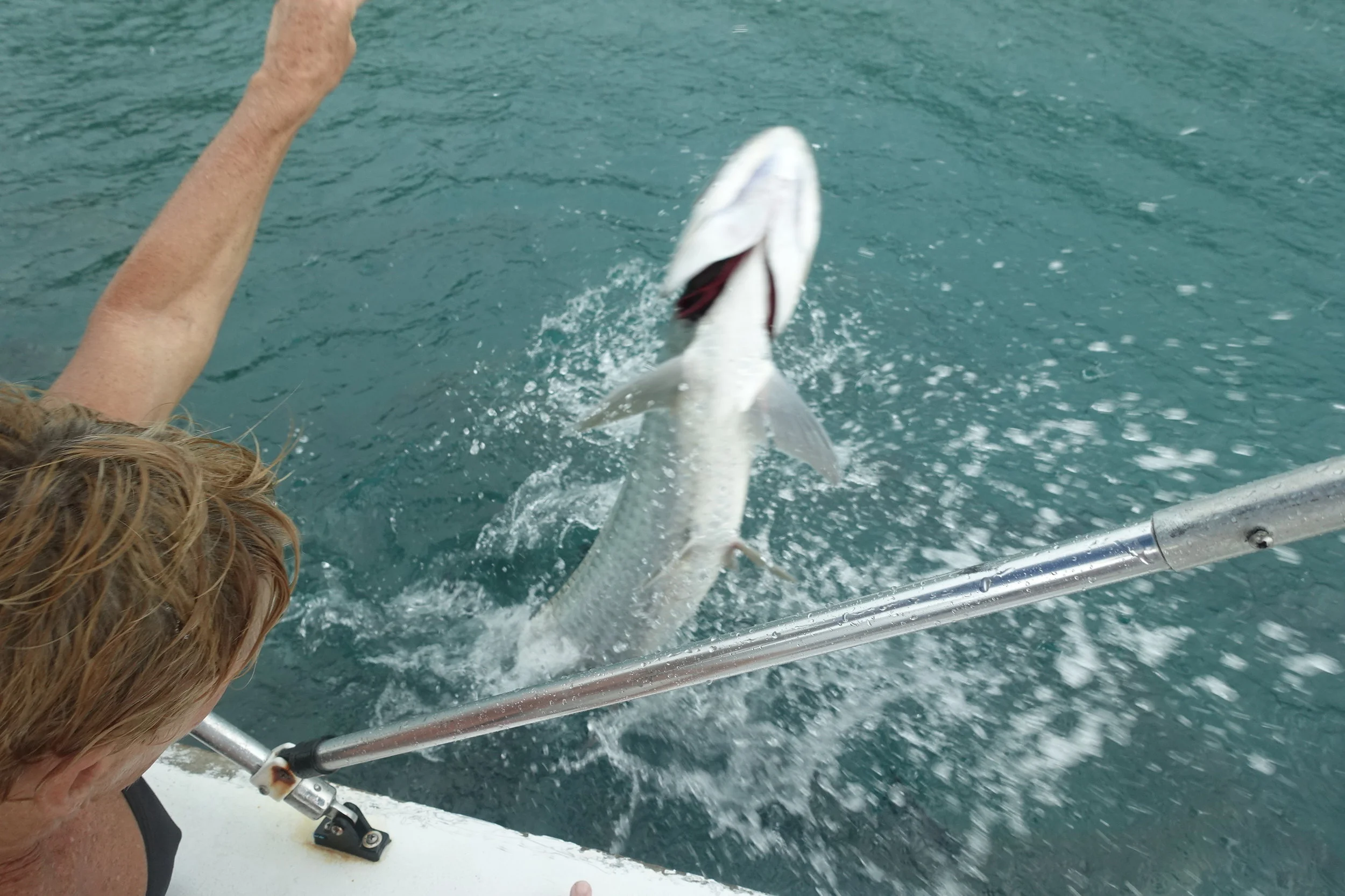 we got to feed tarpons on our snorkelling trip - feisty buggers!