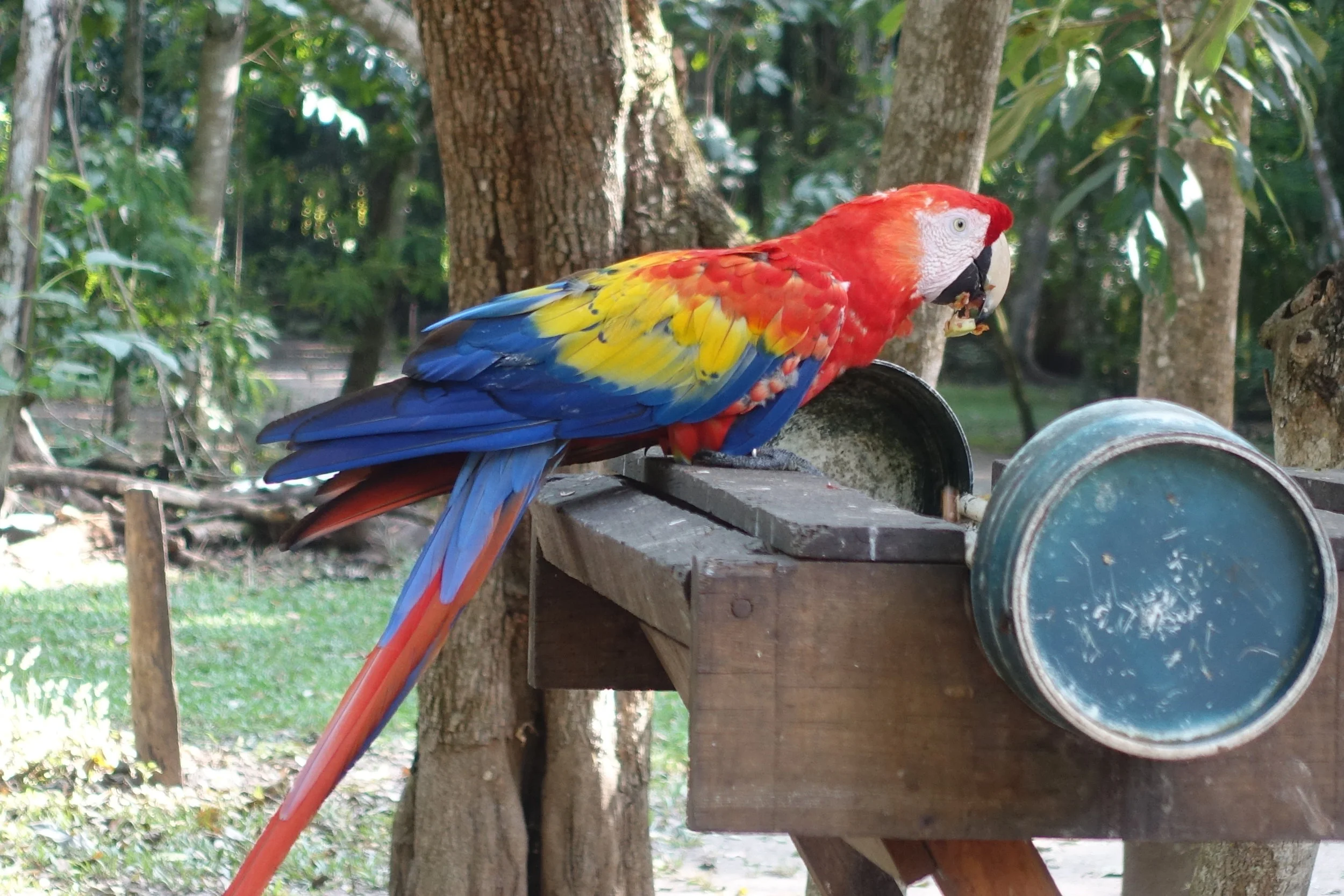 scarlet macaw - AKA Guacamaya