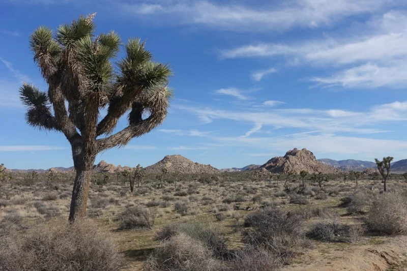 joshua tree national park