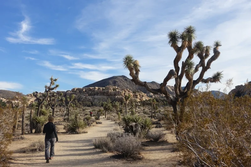 joshua tree national park, california