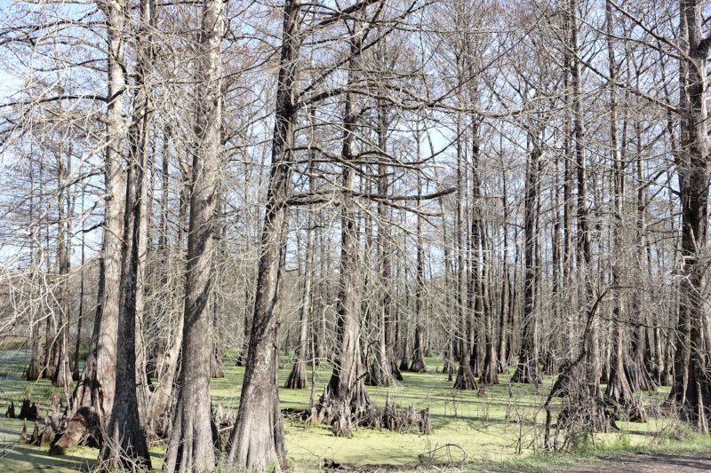 bayou, lake martin, louisiana
