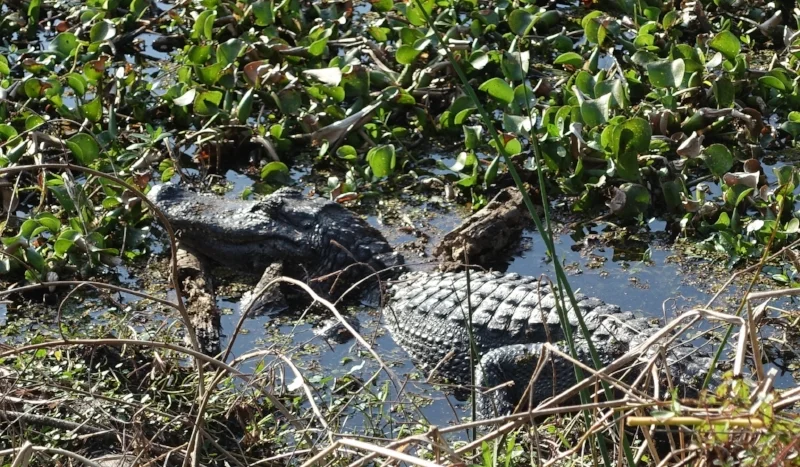 gator at barataria preserve