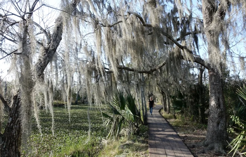 bayou coquille trail.. Hanging from the trees is the distinctive spanish moss.