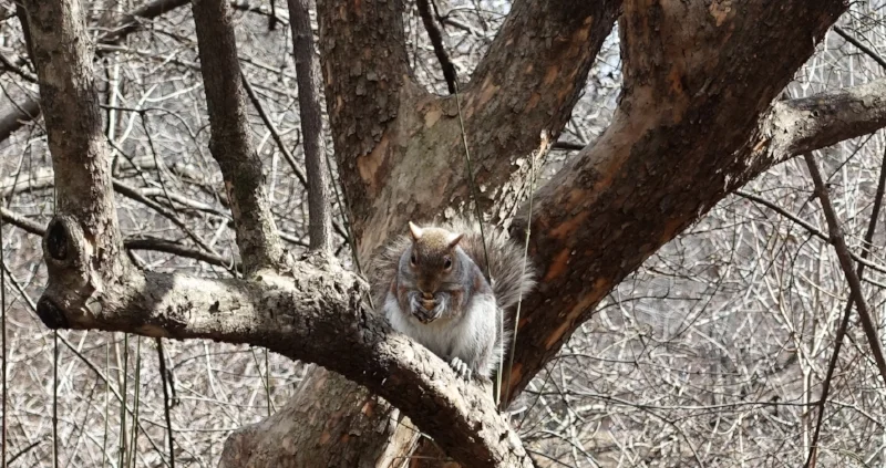 central park resident
