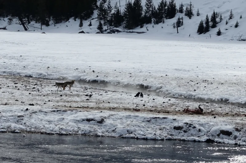 coyotes