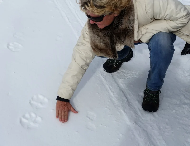 recent wolf prints