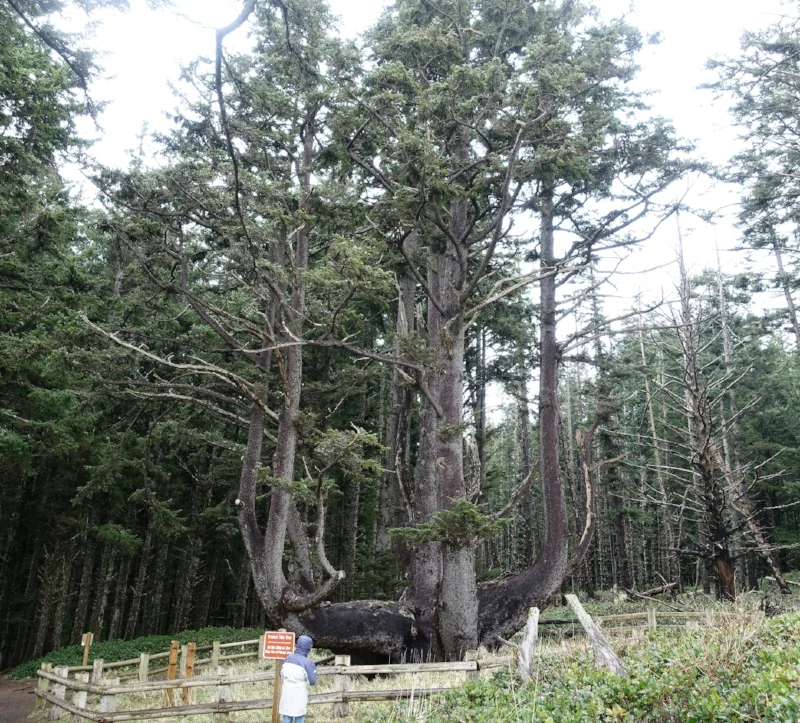 the octopus tree