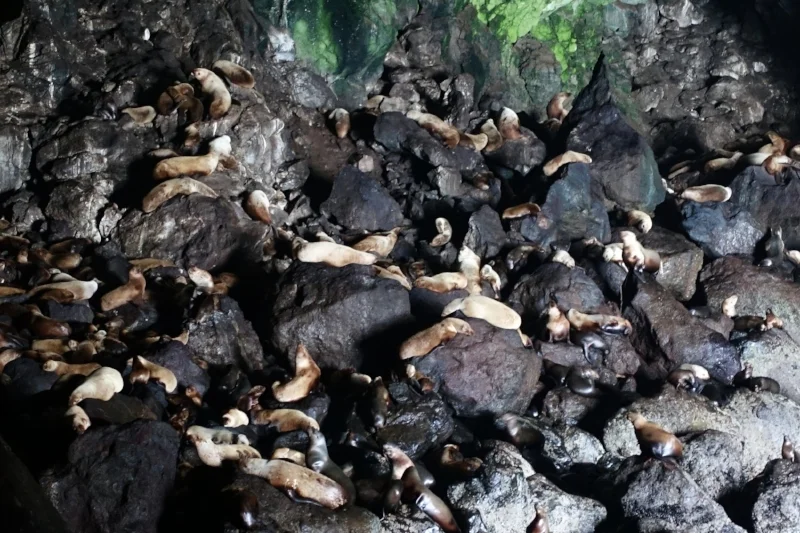300 sea lions in one huge cave