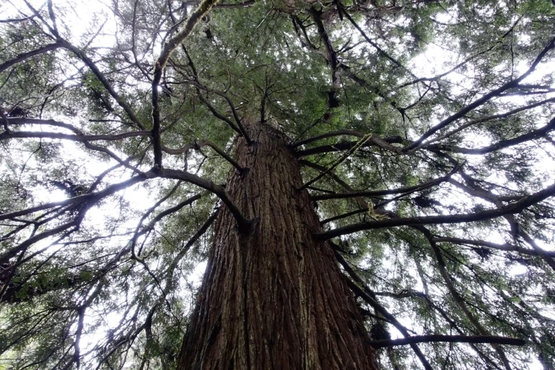 a giant redwood