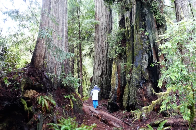 on the big tree trail