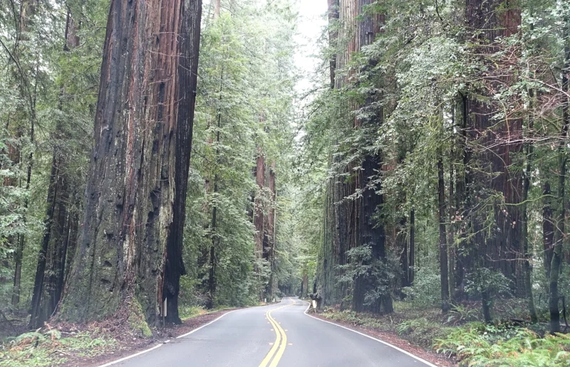 a foggy drive through the avenue of the giants