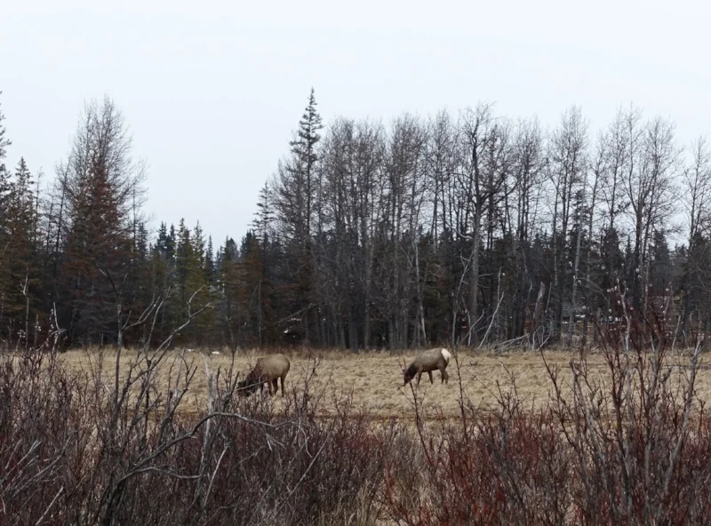 grazing elk
