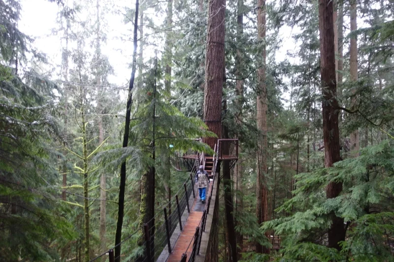 treetop walk