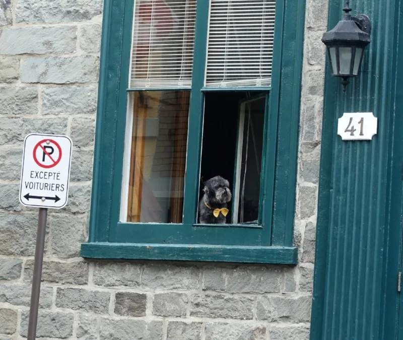 local resident checking out the tourists