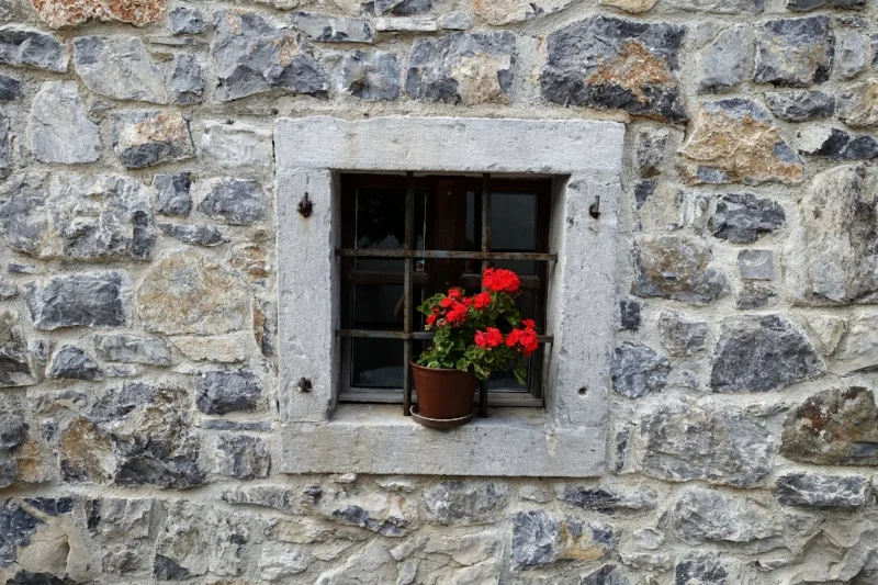 geraniums