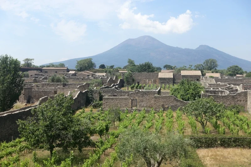 Restored ancient pompeian vineyard