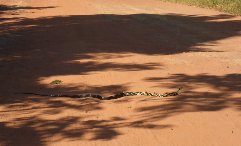 we narrowly missed this fella on the road to the falls