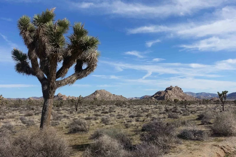 joshua tree national park