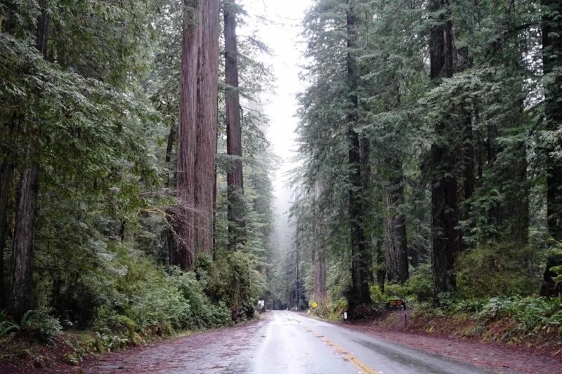 driving through the redwood forests of california