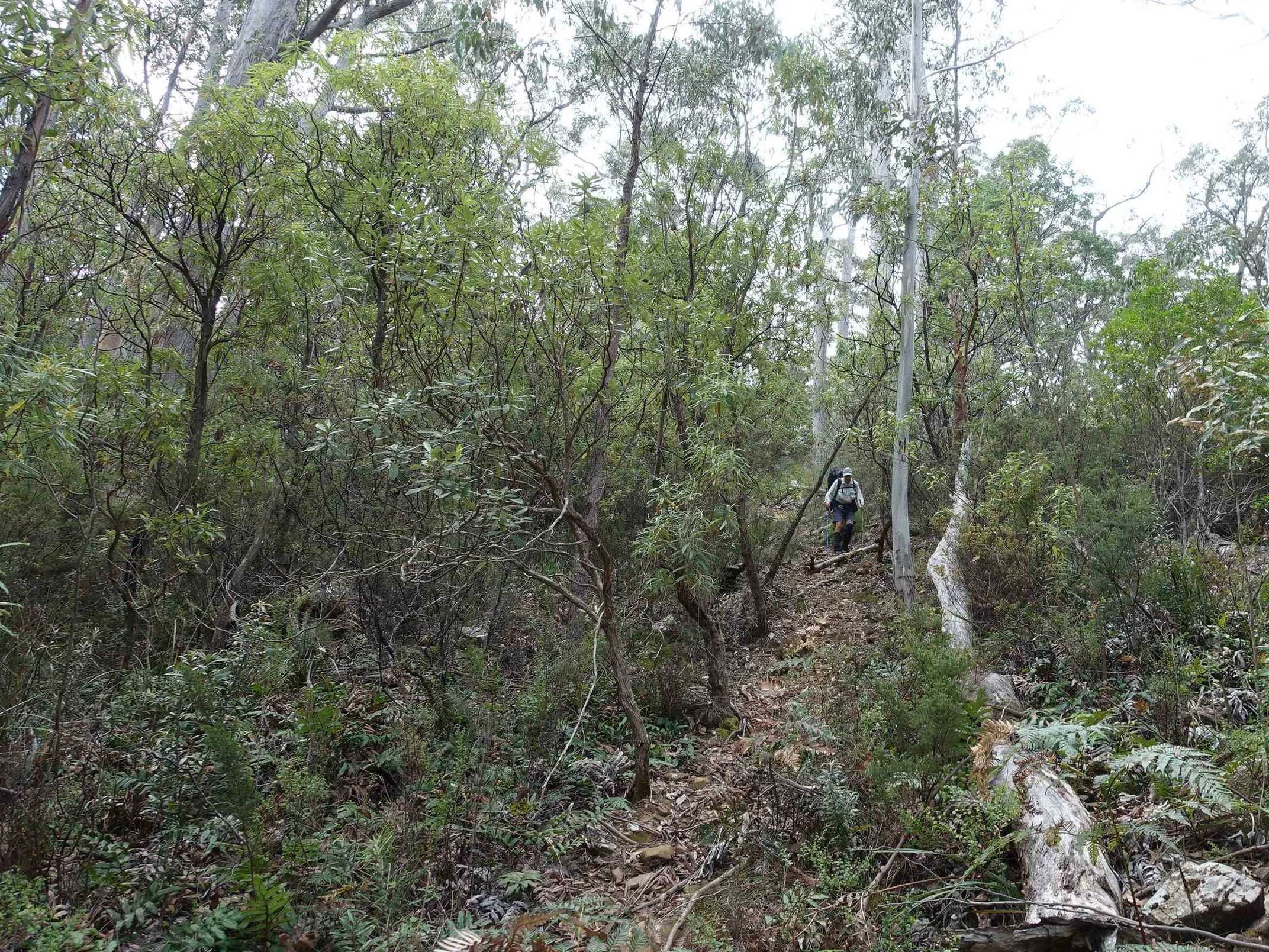 descending to the douglas river