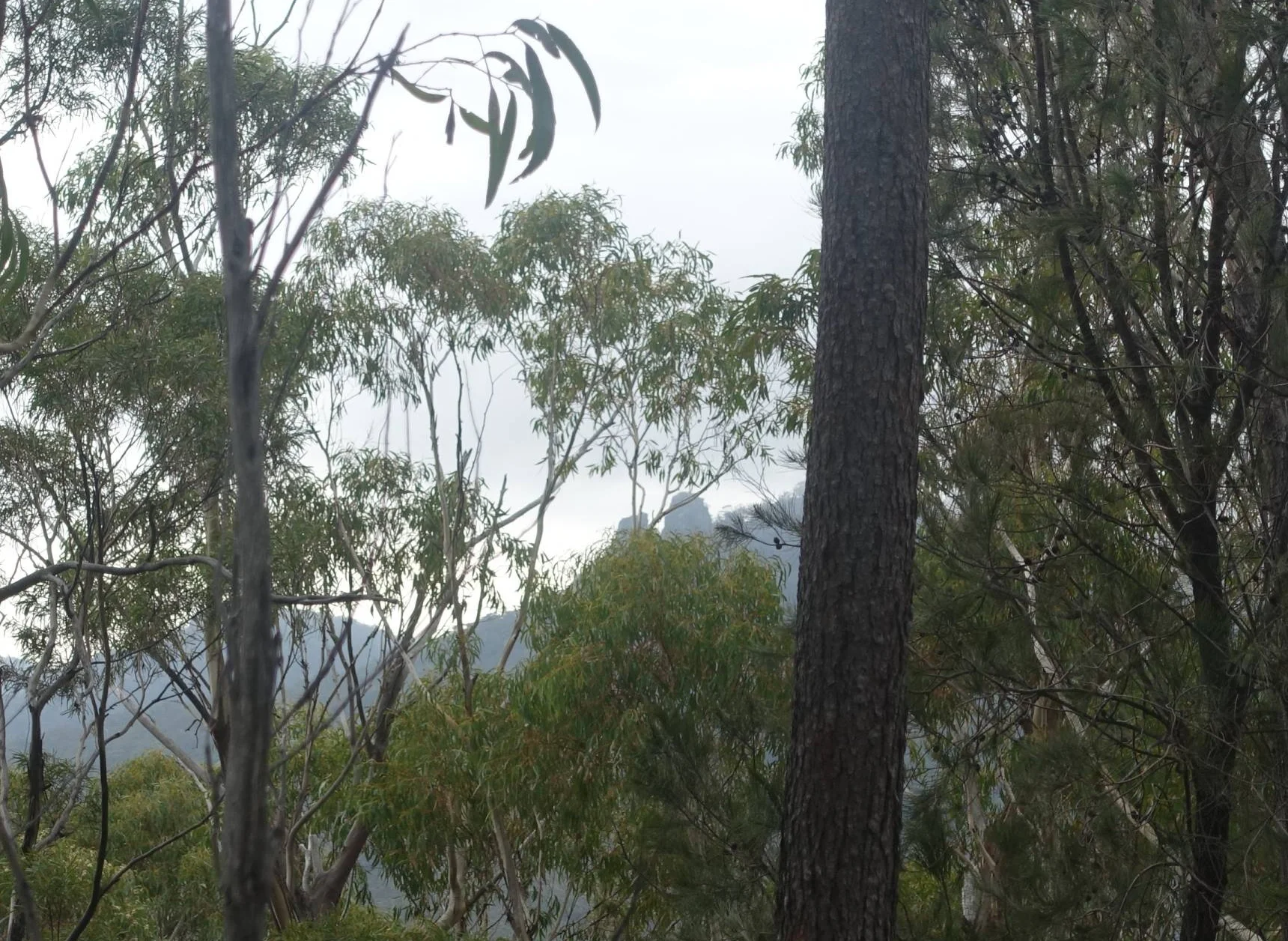 a glimpse of nichol's cap and needle