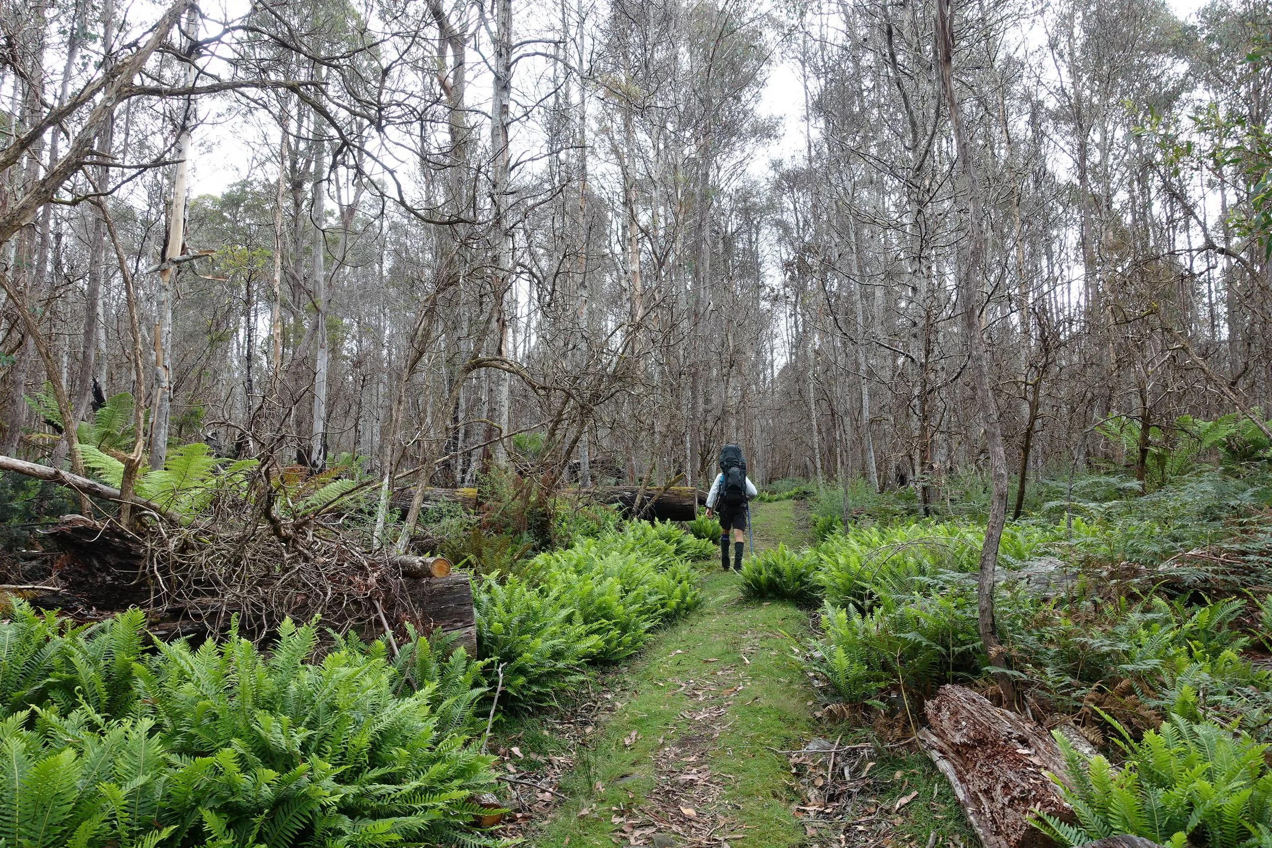 the start of the moses creek track