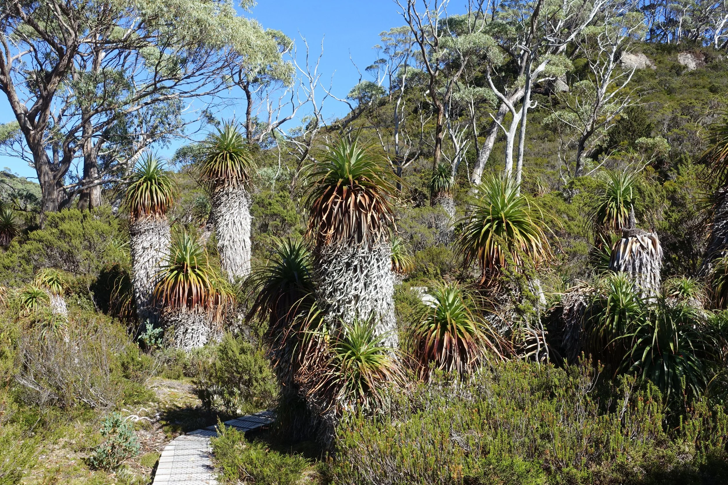 pandani on mt rufus circuit