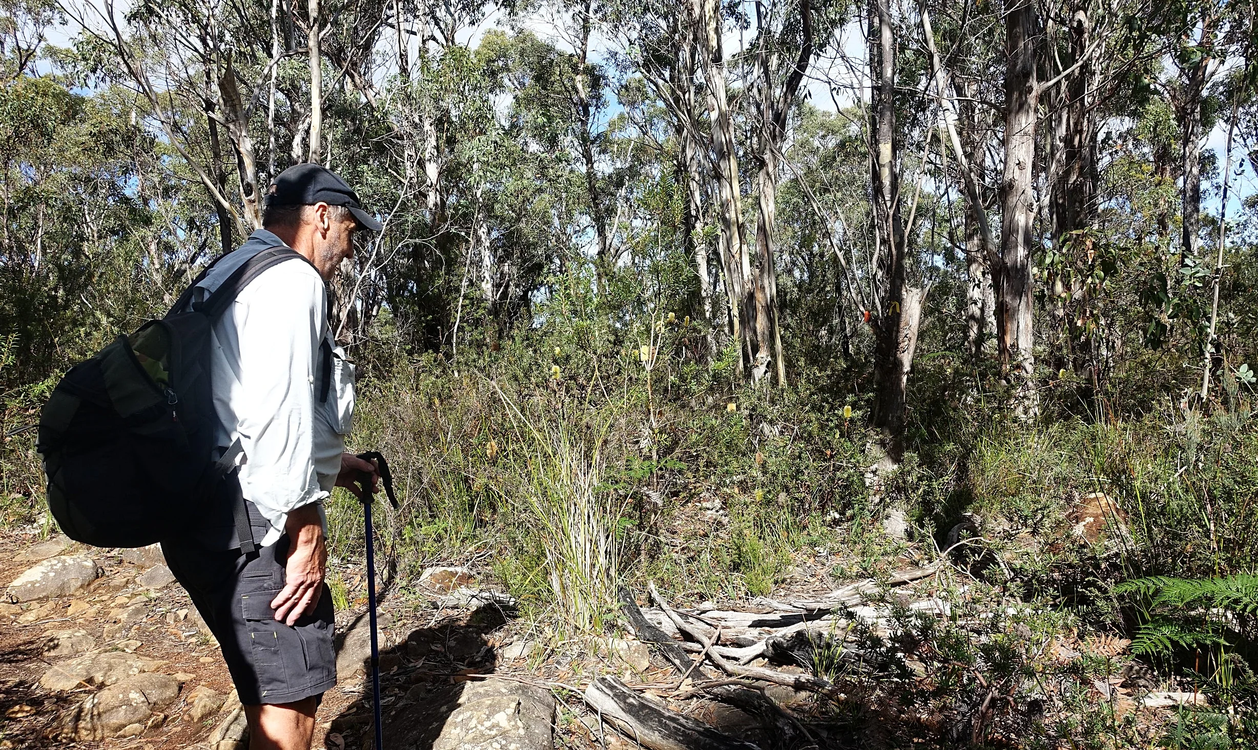 the arthurs peak track
