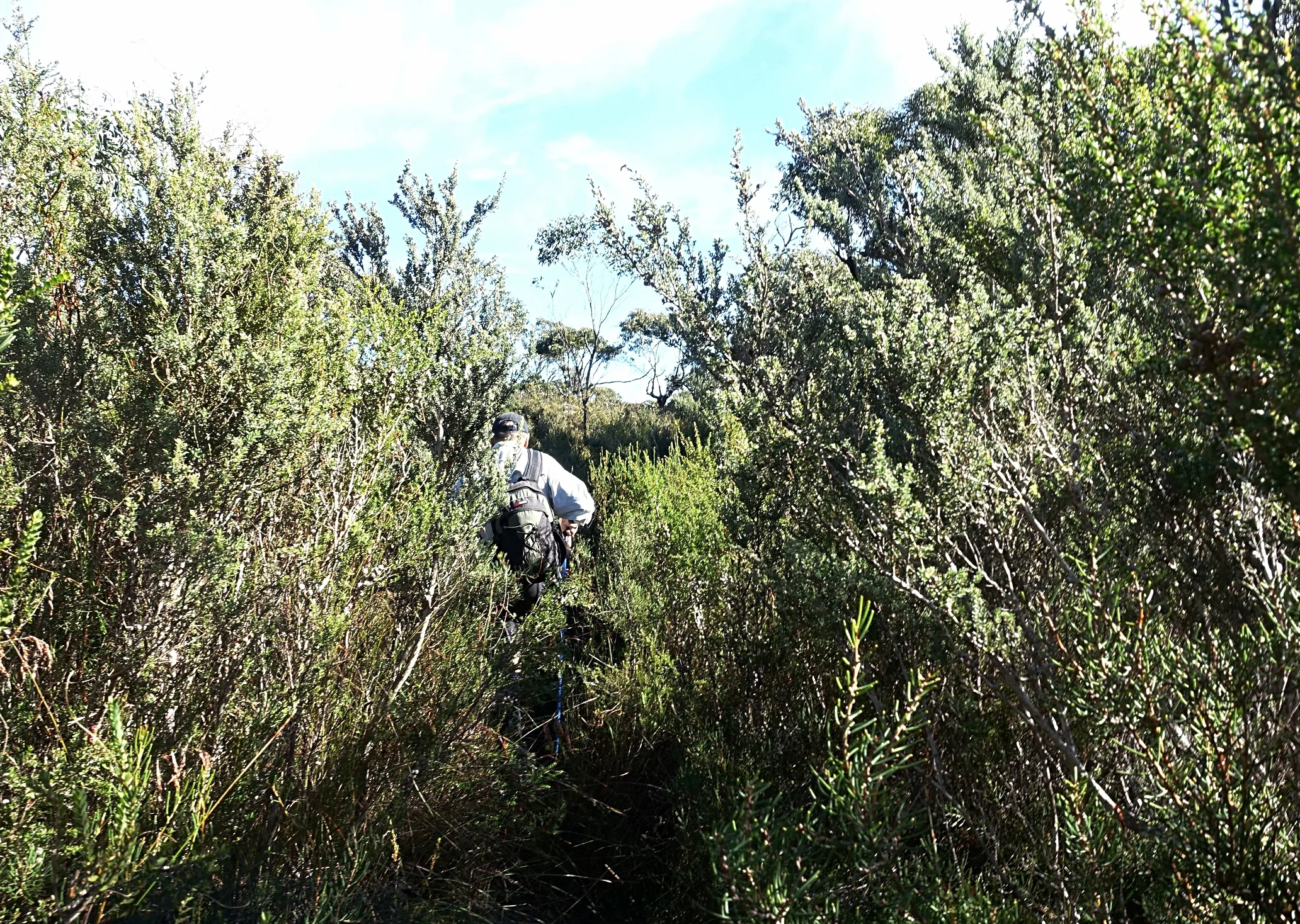 battling the scrub