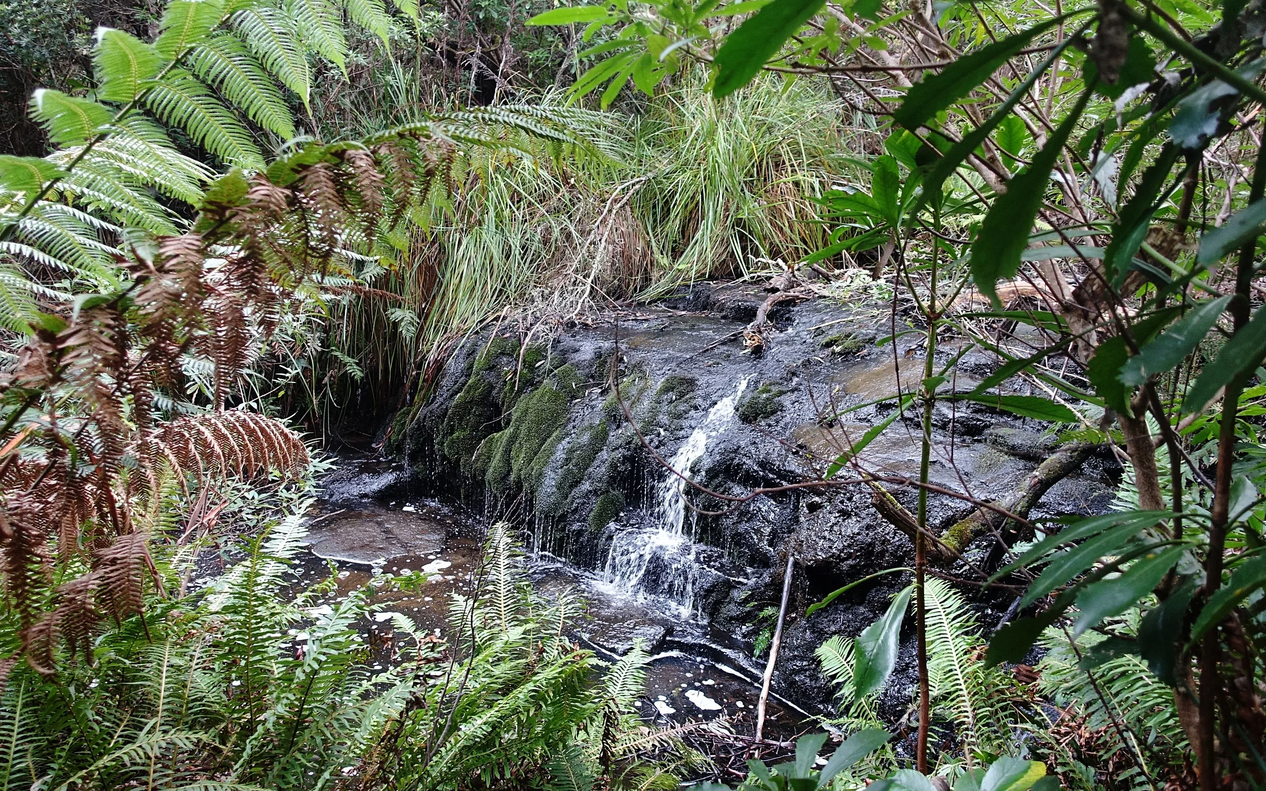 DSC08414_compressed.jpg