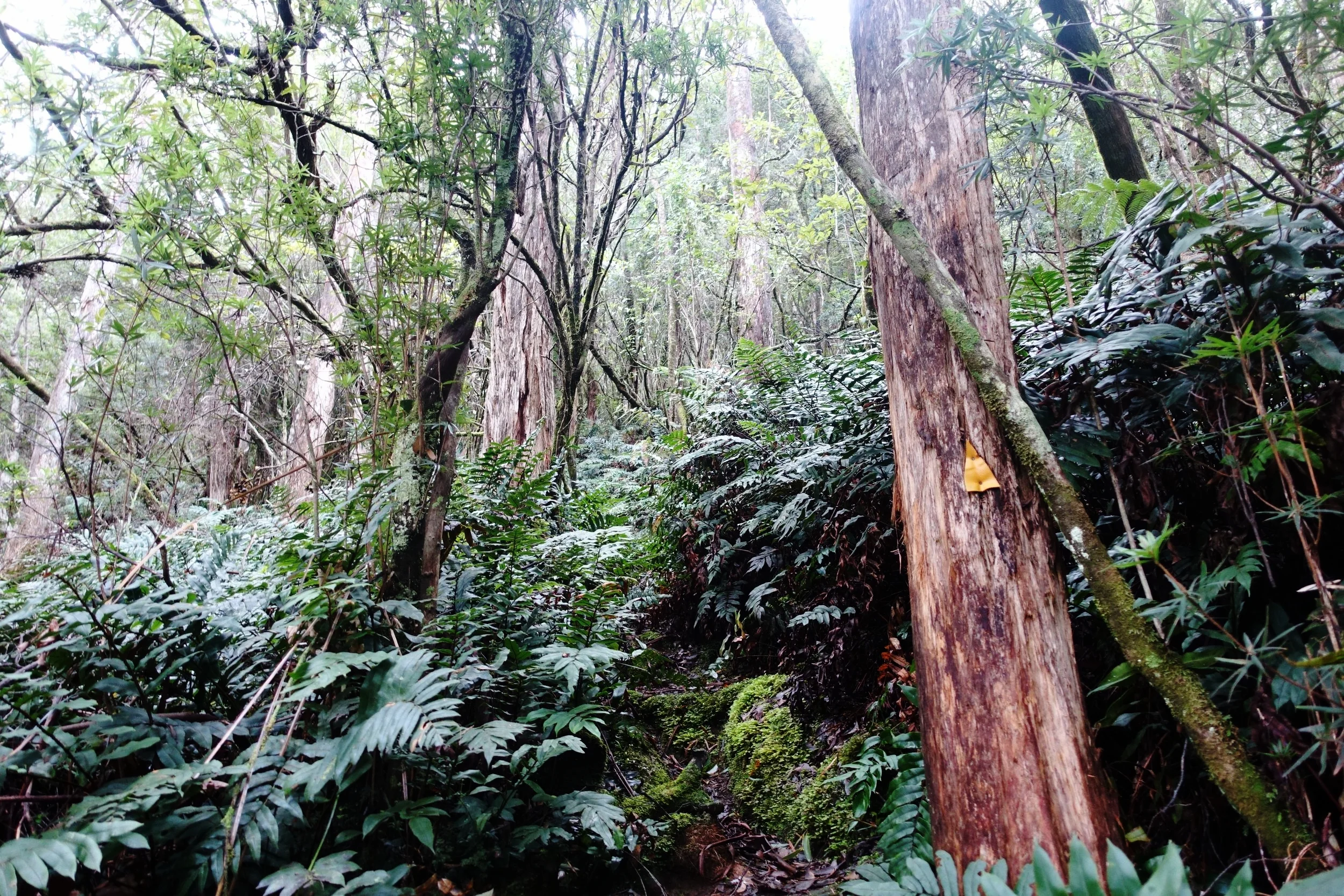 the Wughalee Falls track up to Mt Fortescue