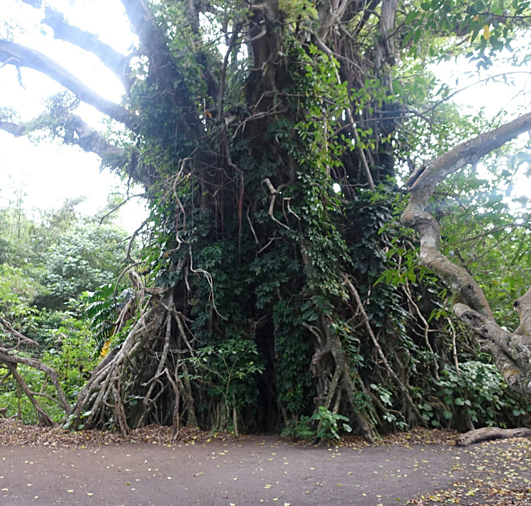 the fig tree entrance