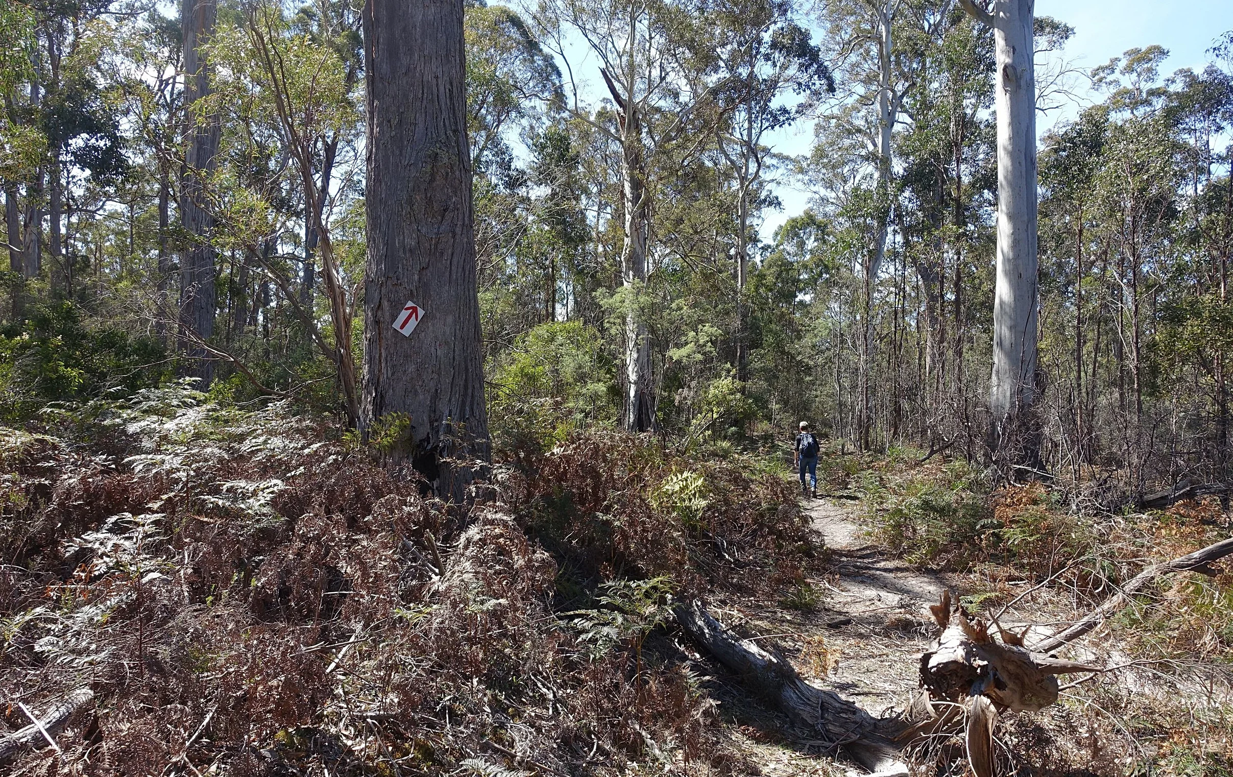 note red arrow on tree pointing to the track